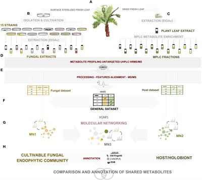 Comparative metabolomic study of fungal foliar endophytes and their long-lived host Astrocaryum sciophilum: a model for exploring the chemodiversity of host-microbe interactions